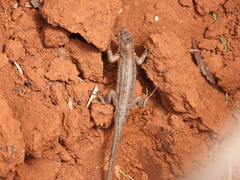 Sceloporus dixoni