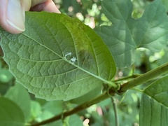 Liriomyza philadelphivora