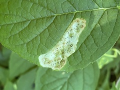 Liriomyza philadelphivora