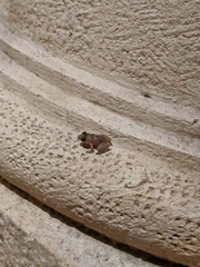 Eleutherodactylus planirostris