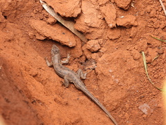 Sceloporus dixoni