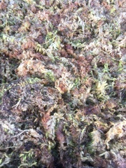 Sphagnum cristatum