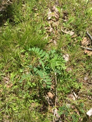 Astragalus neglectus