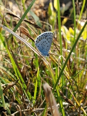 Plebejus anna