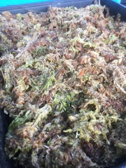 Sphagnum cristatum