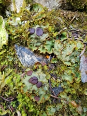Peltigeraceae