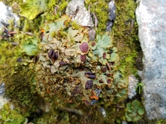 Peltigeraceae