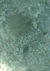 Trinectes maculatus