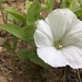 Low False Bindweed - Photo (c) Jesse Lincoln, some rights reserved (CC BY-NC), uploaded by Jesse Lincoln