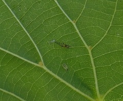 Eucallipterus tiliae
