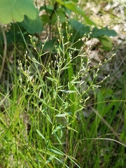 Lechea pulchella