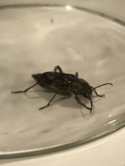 Xylotrechus nauticus