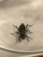 Xylotrechus nauticus