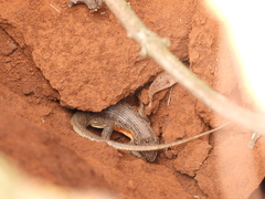 Sceloporus dixoni