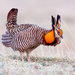 Prairie-Chickens and Sharp-tailed Grouse - Photo (c) John Eppler, some rights reserved (CC BY-NC), uploaded by John Eppler