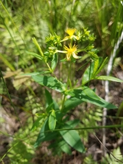 Hypericum adpressum