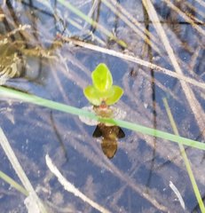 Bacopa caroliniana
