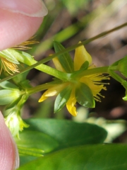 Hypericum adpressum