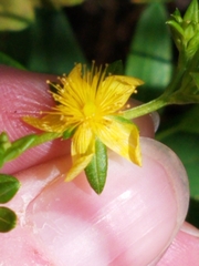 Hypericum adpressum
