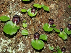 Corybas grumulus