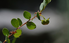 Phyllanthopsis phyllanthoides