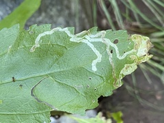 Liriomyza carphephori