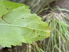 Liriomyza carphephori
