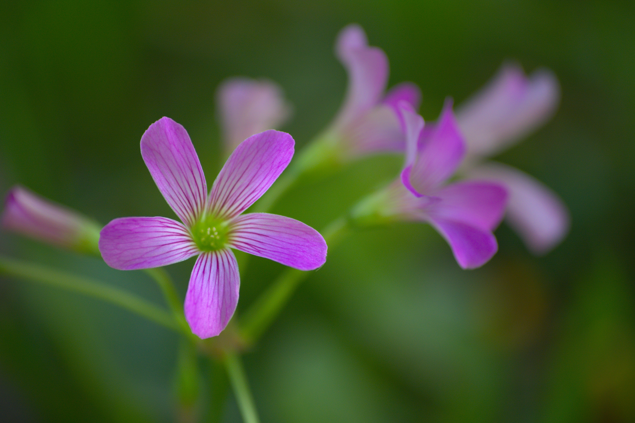 Oxalis debilis