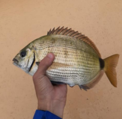 Diplodus holbrookii