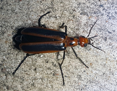 Pyrota tenuicostatis