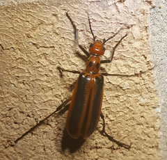 Pyrota tenuicostatis