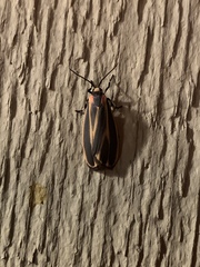 Hypoprepia