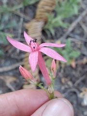 Ipomopsis aggregata bridgesii