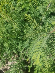 Glycyrrhiza lepidota