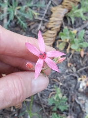 Ipomopsis aggregata bridgesii