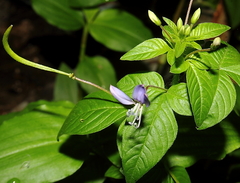 Cleome rutidosperma
