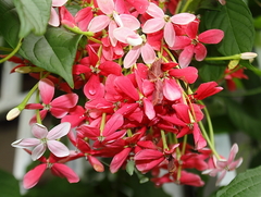 Combretum indicum