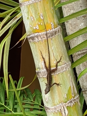 Anolis sagrei