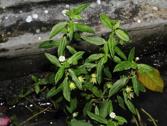 Eclipta prostrata