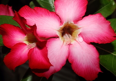 Adenium obesum