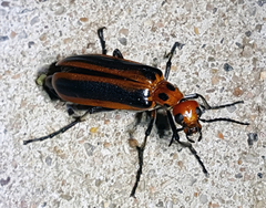 Pyrota tenuicostatis