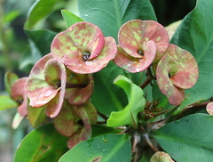 Euphorbia milii