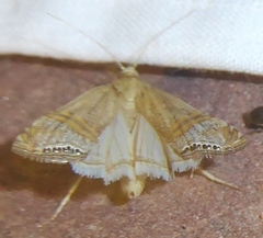 Euchromius californicalis