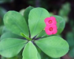 Euphorbia milii
