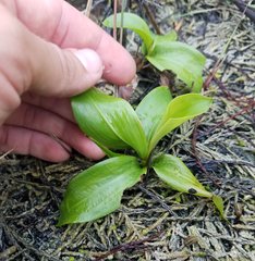 Potamogeton illinoensis