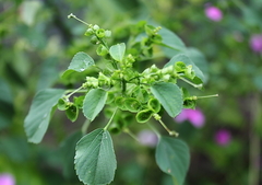 Acalypha indica
