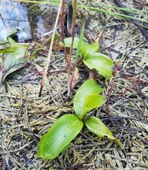 Potamogeton illinoensis