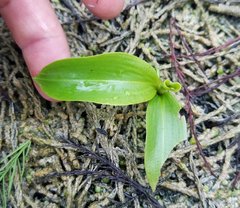 Potamogeton illinoensis