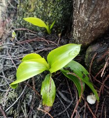 Potamogeton illinoensis