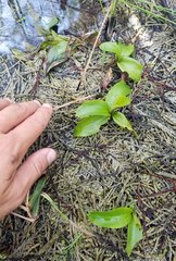 Potamogeton illinoensis